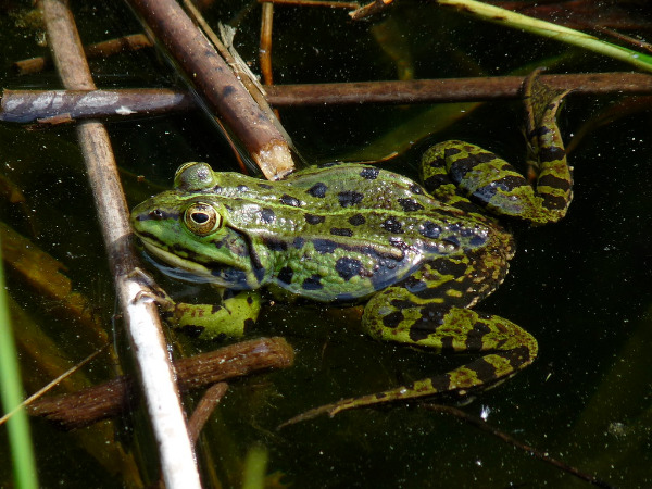 Die Entwicklung des Frosches