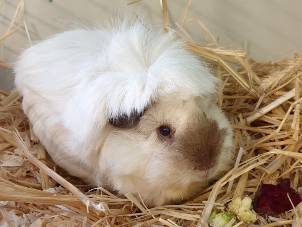 Quiz Meerschweinchen