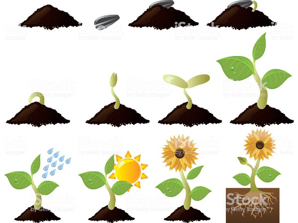 "Vom Samen zur Blüte"