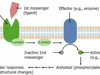 Rezeptoren und Transport