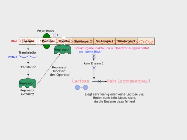 Das Lac-Operon-Modell