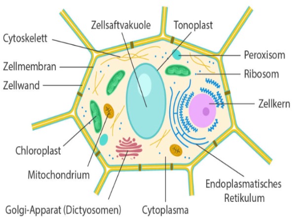 Zellorganelle Und Ihre Funktion Zellorganellen