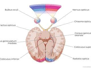 Okuläre Anatomie Wiederholungsnack 3